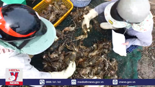 Phú Yên tìm nguyên nhân khiến cá, tôm hùm chết hàng loạt